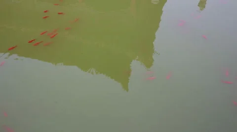 Red fish floating in the channel, Confucius temple, Beijing, China Stock Footage 64848751