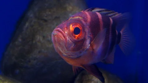 Red Fish Floating in Dark Waters Video stock 102220785