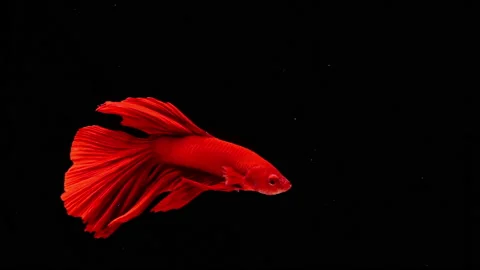 Red fish flying Stock Footage 166283325