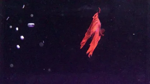 RED FISH Stock Footage 135030704