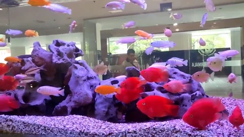 Red Fish Stock Footage 245932052