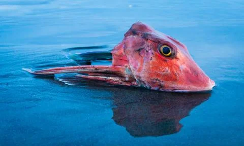 Red Fish Head Foto stock