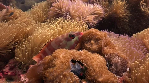 Red fish hided in the house Stock Footage 135620201