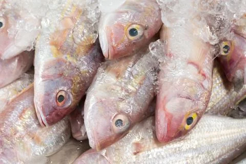 Red fish on ice Stock Photos
