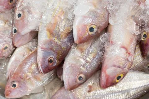 Red fish on ice Stock Photos