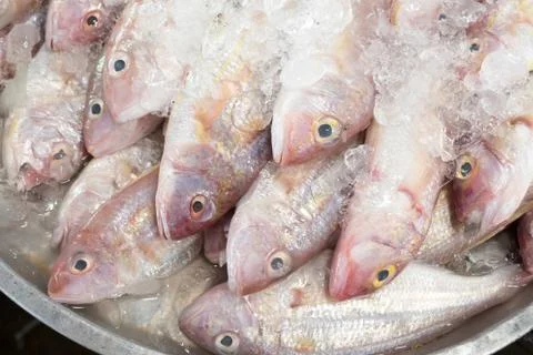 Red fish on ice Stock Photos