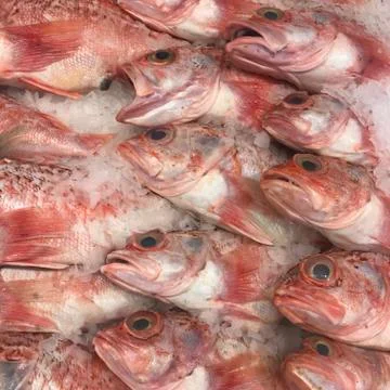 Red fish on ice Stock Photos
