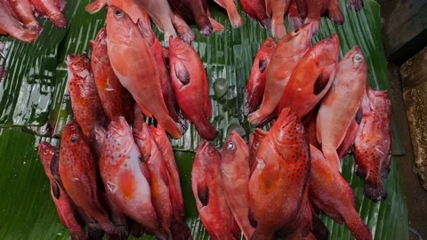 Red Fish at Lampulo Market Stock Footage 168173501