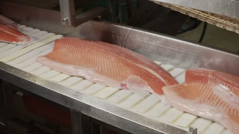 Red fish moves along a conveyor line in a factory Stock Footage 253542494
