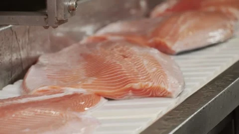Red fish moves along a conveyor line in a factory Stock Footage 253542845