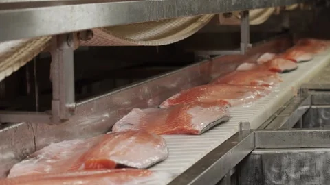 Red fish moves along a conveyor line in a factory Stock Footage 253542878