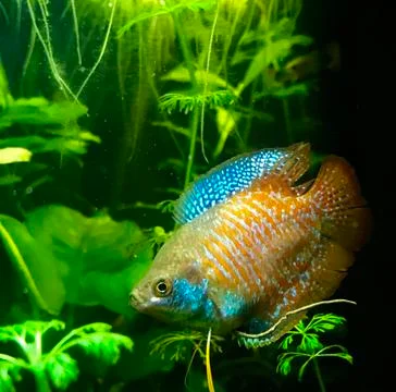 Red Fish 스톡 사진