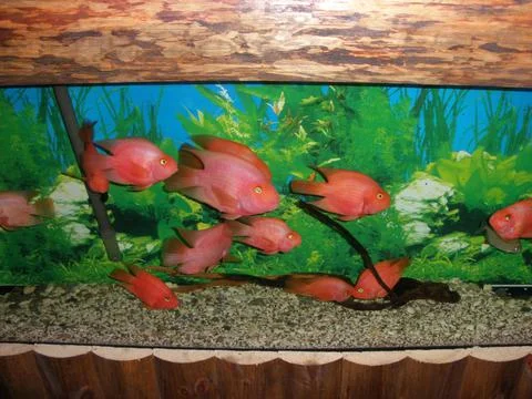 Red fish 库存照片