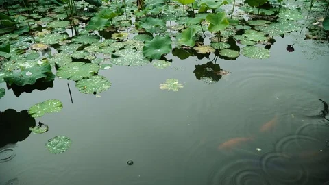 Red fish play in lotus leaf pond water Stock Footage 111434990