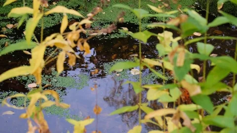 Red fish in pond Stock Footage 220218889