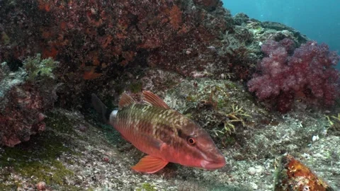 A red fish resting near soft corals and rocky reef Stock Footage 346531028