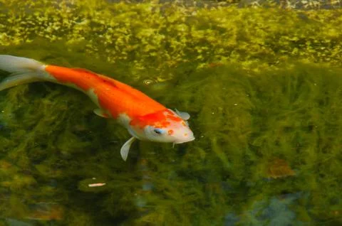 Red fish in a river  Stock Photos