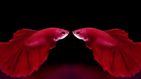 Red fish sees its reflection in the mirror Stock Photos