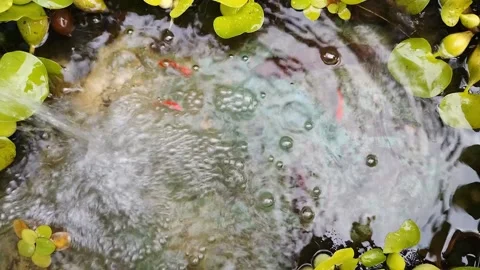 Red fish swim beneath floating green leaves Vidéo 332143752