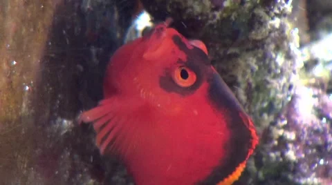 Red fish swimming Vídeos de archivo 45869650