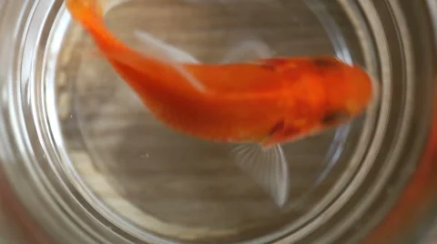 Red fish - top view 02 Stock Footage 7135376