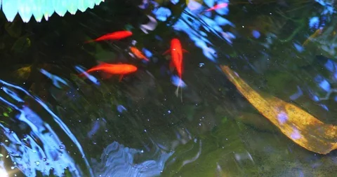 Red fish in the water Stock Footage 116516662