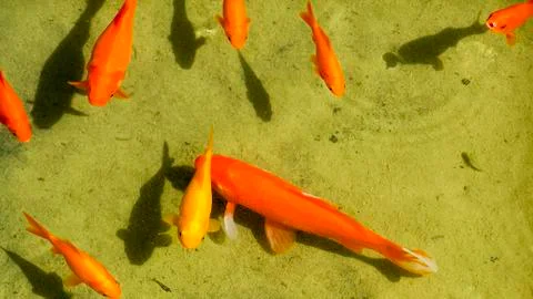 Red fish to the water Stock Photos