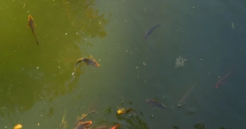 Red Fishes Stock Footage 73547130