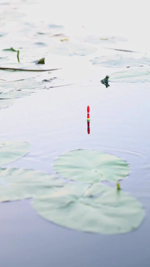 Red Fishing Float Bobbing on Calm Lake Among Lily Pads Stock Footage 340269474