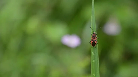 Red flame bedbug on green leaf 動画素材 212411165