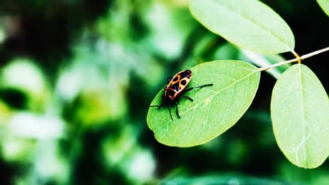 Red flame bedbug on green leaf 動画素材 245447378
