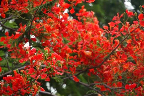 Red flame tree or Royal poinciana's flowers blooming. Stock Photos
