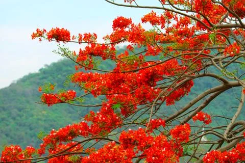 Red Flame tree in the park moving by wind in the Autumn season and blur green 库存照片