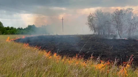 Red flames burn grass. Fire destroys nature. Natural disaster. Massive fire in Video stock 332310218