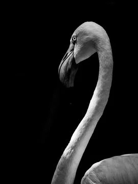Red flamingo dancing at the shadow Stock Photos