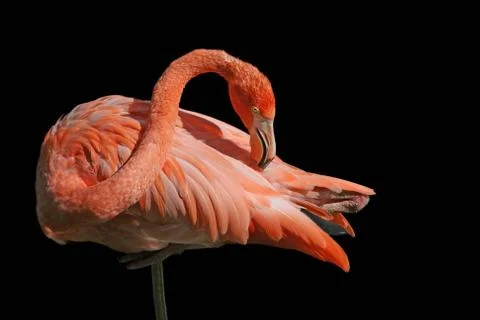 Red flamingo Stock Photos