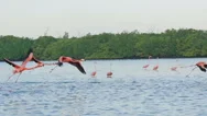 Red Flamingos Flying Tracking Shot Slow Motion Stock Footage