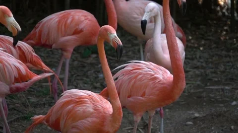 Red Flamingos Stock Footage 64898799