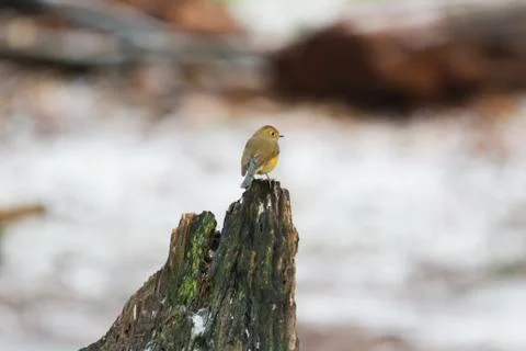 Red-flanked bluetail Stock Photos