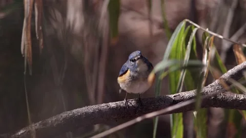 Red-Flanked Bluetail Resting on a Branch. Stock Footage 149449337
