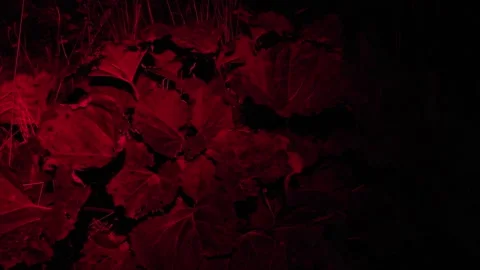 Red Flashlight Beam Sweeping Across Forest Leaves in Night Darkness Video stock 344894421