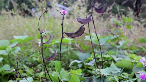 Red flat Hyacinth bean in India Stock Footage 262555894