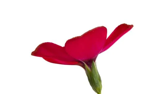 Red flax isolated Stock Photos