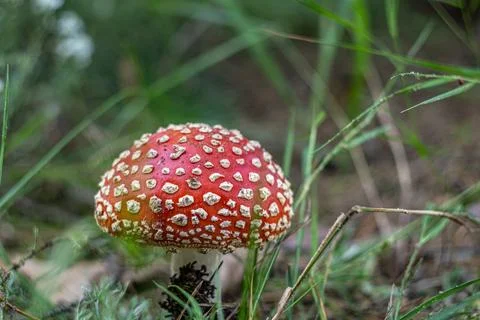 Red Flay Agaric in Forest Foto stock