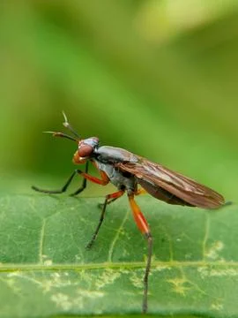 Red flies Stock Photos