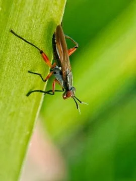 Red flies Stock Photos