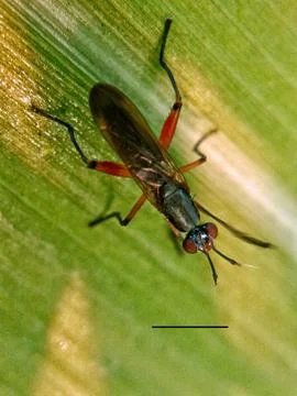 Red flies Fotos de archivo