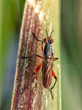 Red flies Foto stock