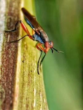 Red flies Stock Photos