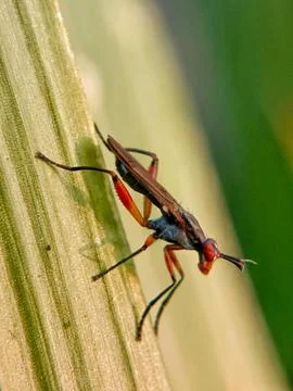 Red flies Foto stock